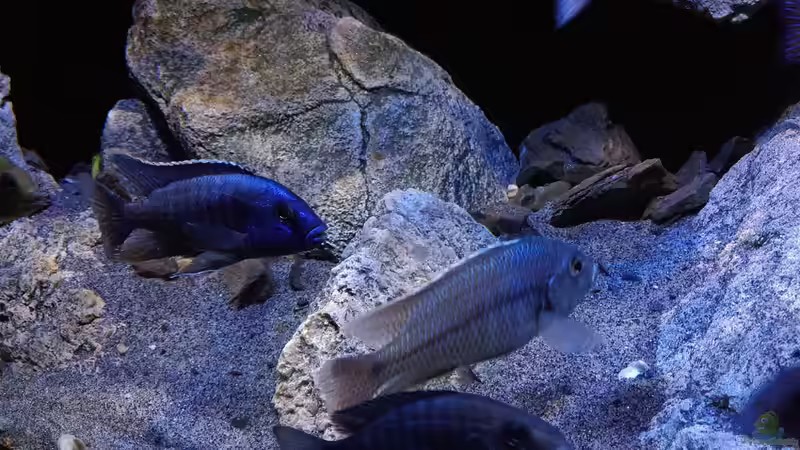 Besatz im Aquarium Becken 30628 von namaycushfreak (26)