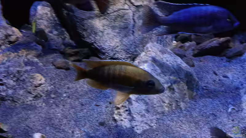 Besatz im Aquarium Becken 30628 von namaycushfreak (27)