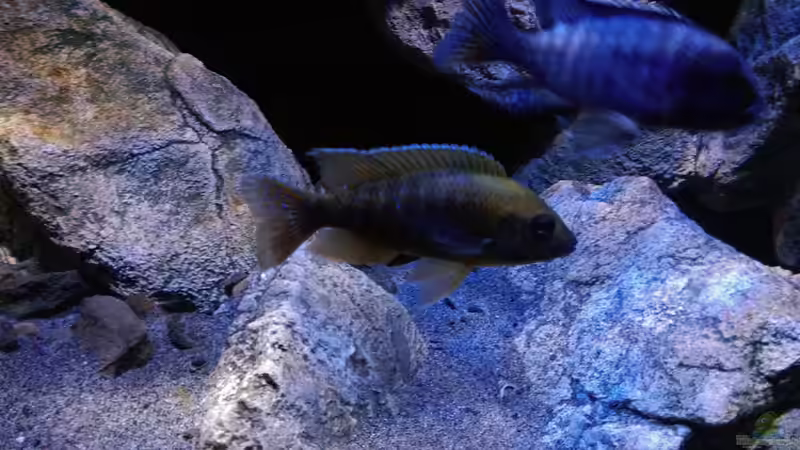 Besatz im Aquarium Becken 30628 von namaycushfreak (29)