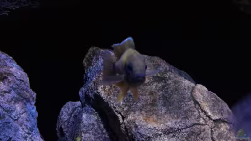 Besatz im Aquarium Becken 30628 von namaycushfreak (30)