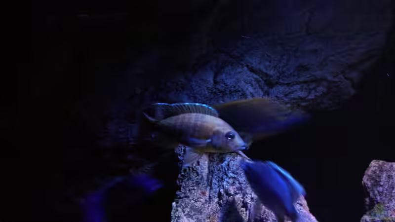 Besatz im Aquarium Becken 30628 von namaycushfreak (31)