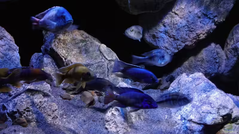 Besatz im Aquarium Becken 30628 von namaycushfreak (32)