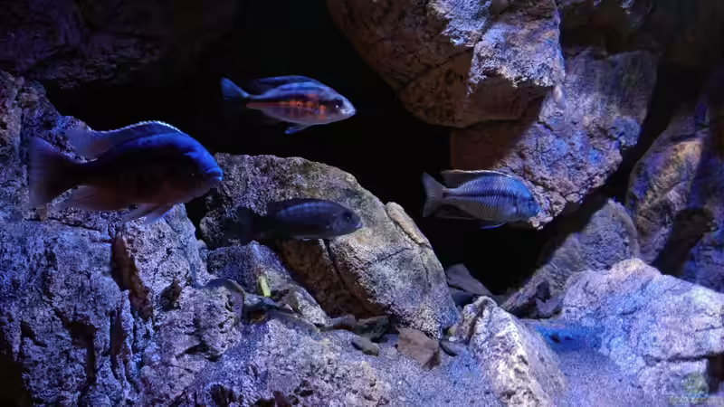 Besatz im Aquarium Becken 30628 von namaycushfreak (33)