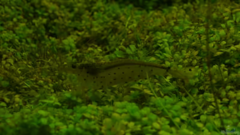 Besatz im Aquarium Becken 3067 von Aqua-Flo (5)