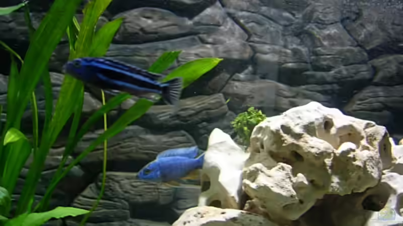 Besatz im Aquarium Becken 3076 von Stefan Grabher (11)