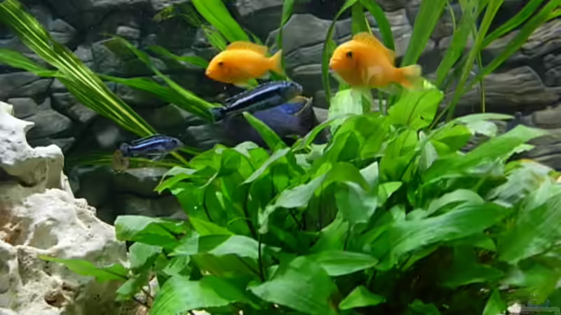 Besatz im Aquarium Becken 3076 von Stefan Grabher (12)