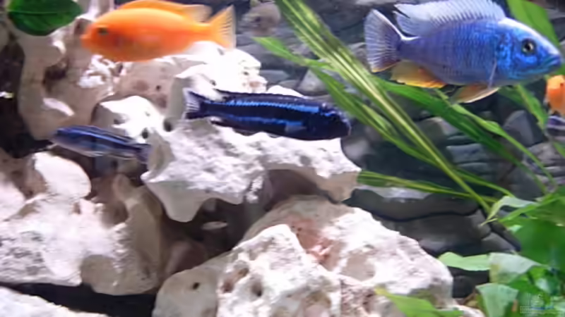 Besatz im Aquarium Becken 3076 von Stefan Grabher (14)