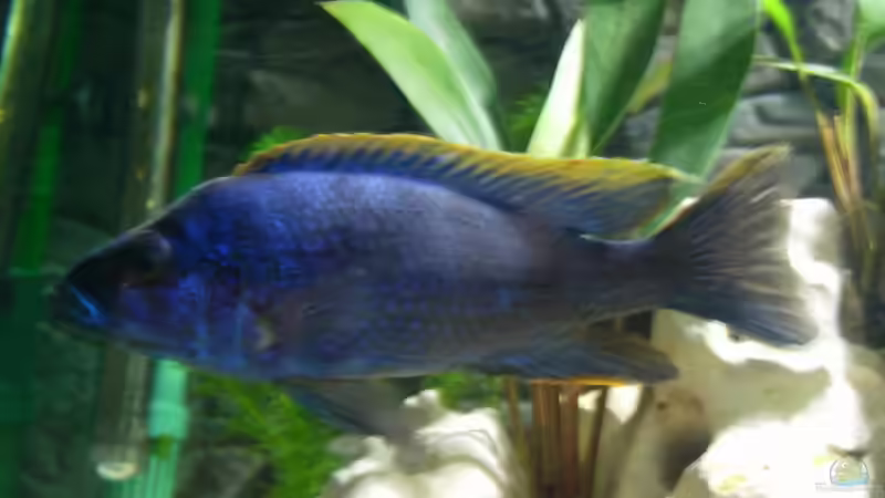 Besatz im Aquarium Becken 3076 von Stefan Grabher (16)