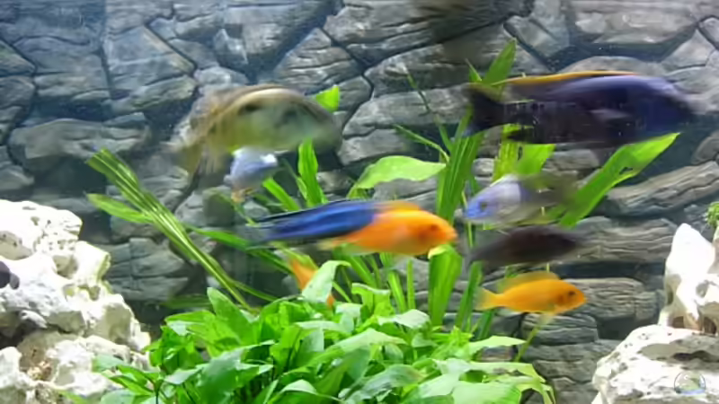 Besatz im Aquarium Becken 3076 von Stefan Grabher (9)