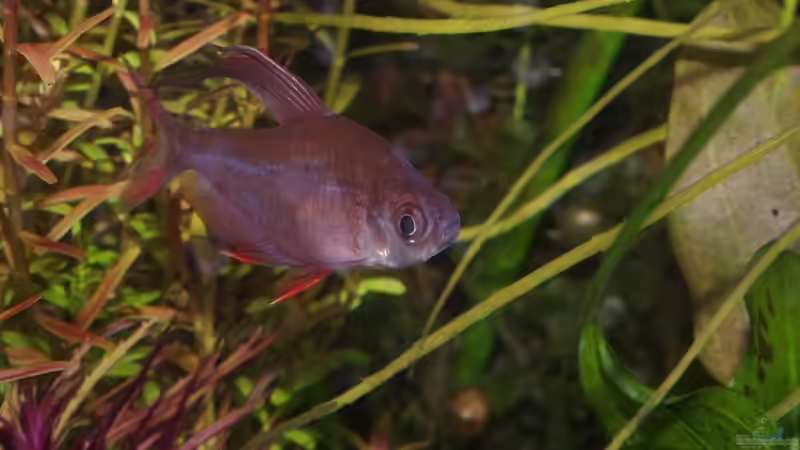 Besatz im Aquarium Becken 30769 von Nobody (43)