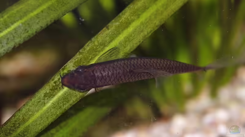 Besatz im Aquarium Becken 30769 von Nobody (44)