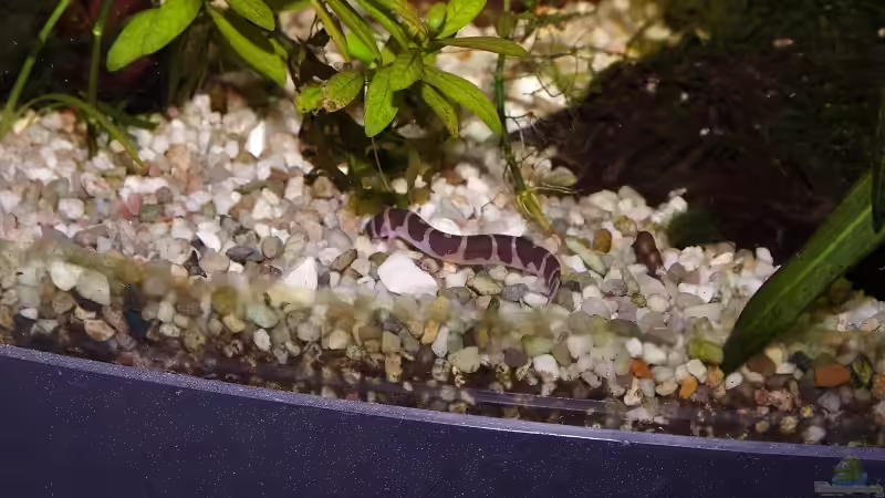 Besatz im Aquarium Becken 30769 von Nobody (46)