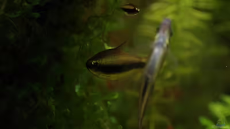 Besatz im Aquarium Becken 30769 von Nobody (48)