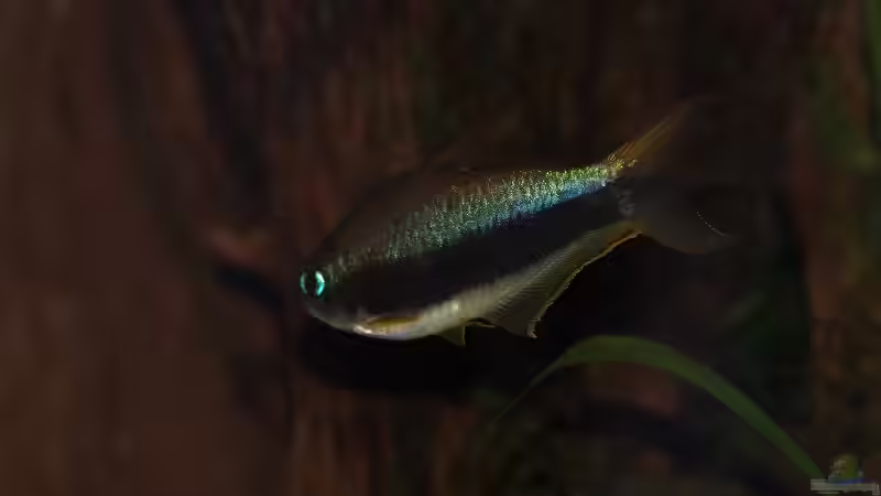 Besatz im Aquarium Becken 30769 von Nobody (49)