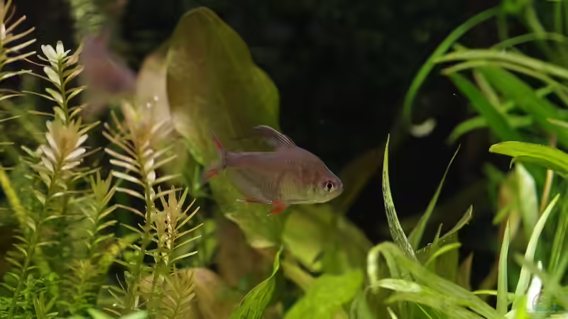 Besatz im Aquarium Becken 30769 von Nobody (51)