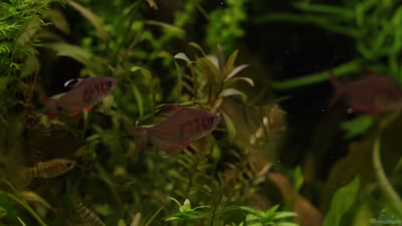 Besatz im Aquarium Becken 30769 von Nobody (52)