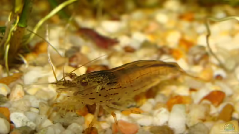 Besatz im Aquarium Becken 30769 von Nobody (53)