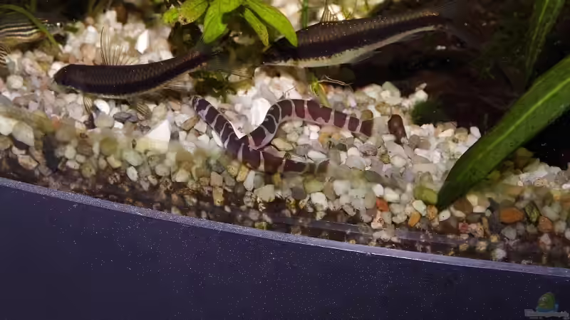 Besatz im Aquarium Becken 30769 von Nobody (54)