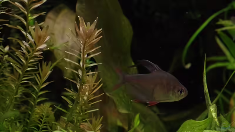 Besatz im Aquarium Becken 30769 von Nobody (55)