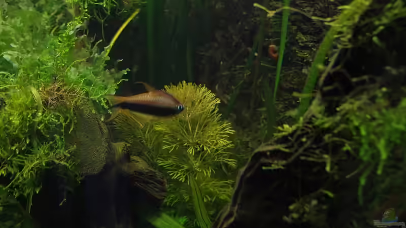 Besatz im Aquarium Becken 30769 von Nobody (56)