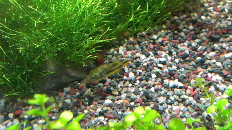 Besatz im Aquarium Becken 30770 von Steffi scaped (18)