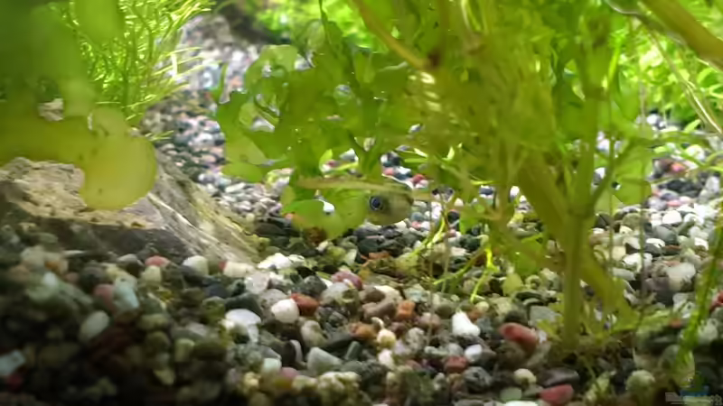 Besatz im Aquarium Becken 30770 von Steffi scaped (20)