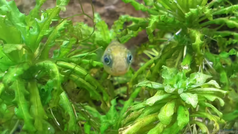 Besatz im Aquarium Becken 30770 von Steffi scaped (21)