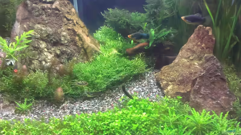 Besatz im Aquarium Becken 30770 von Steffi scaped (26)