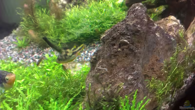 Besatz im Aquarium Becken 30770 von Steffi scaped (27)