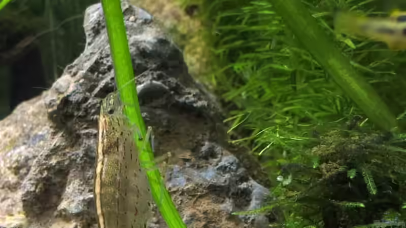 Besatz im Aquarium Becken 30770 von Steffi scaped (28)