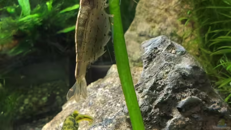 Besatz im Aquarium Becken 30770 von Steffi scaped (29)