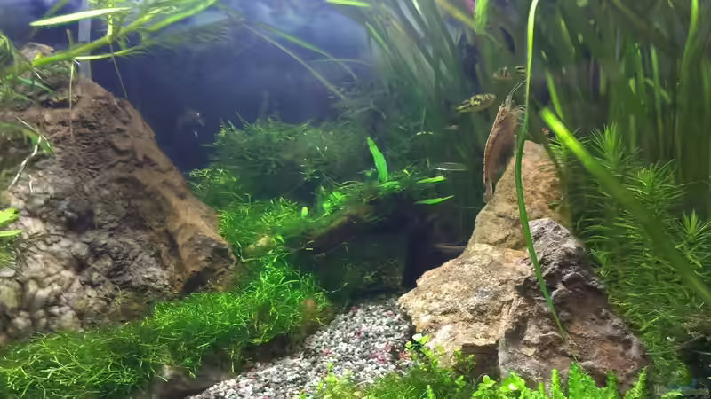 Besatz im Aquarium Becken 30770 von Steffi scaped (31)