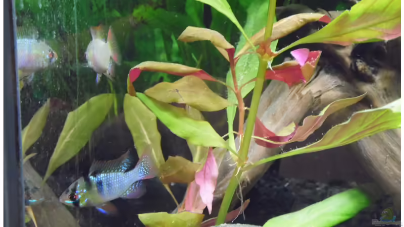 Besatz im Aquarium Becken 30791 von shiru_k10 (25)