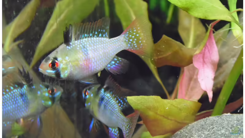 Besatz im Aquarium Becken 30791 von shiru_k10 (27)