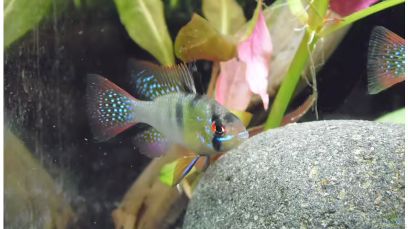 Besatz im Aquarium Becken 30791 von shiru_k10 (28)