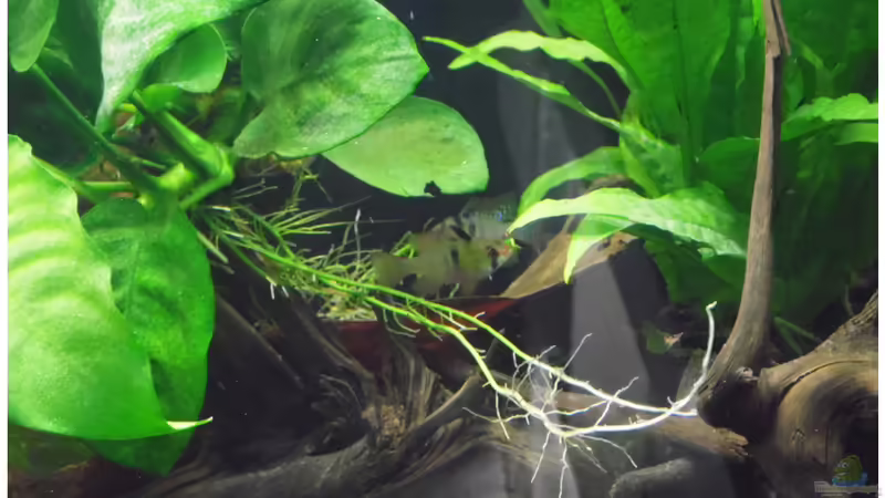 Besatz im Aquarium Becken 30791 von shiru_k10 (30)