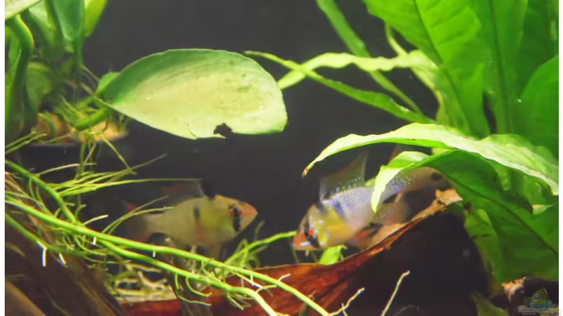 Besatz im Aquarium Becken 30791 von shiru_k10 (31)