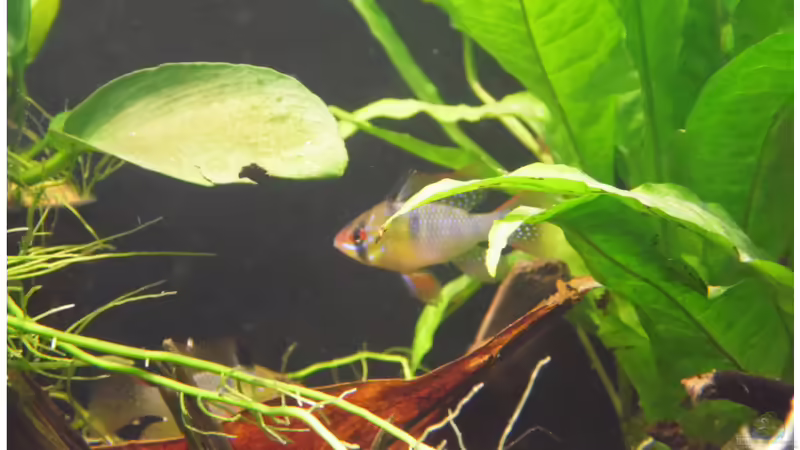 Besatz im Aquarium Becken 30791 von shiru_k10 (32)