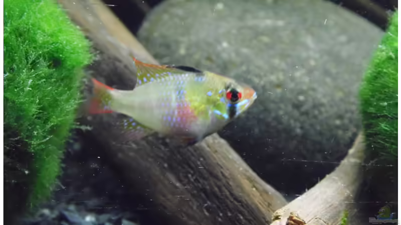 Besatz im Aquarium Becken 30791 von shiru_k10 (33)