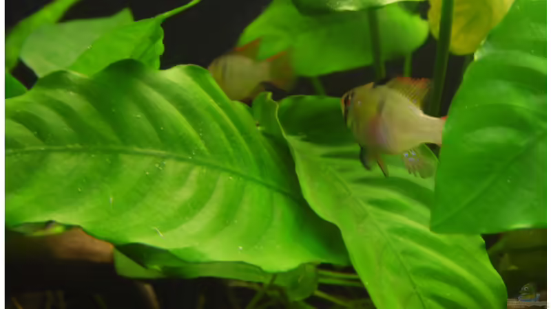 Besatz im Aquarium Becken 30791 von shiru_k10 (35)