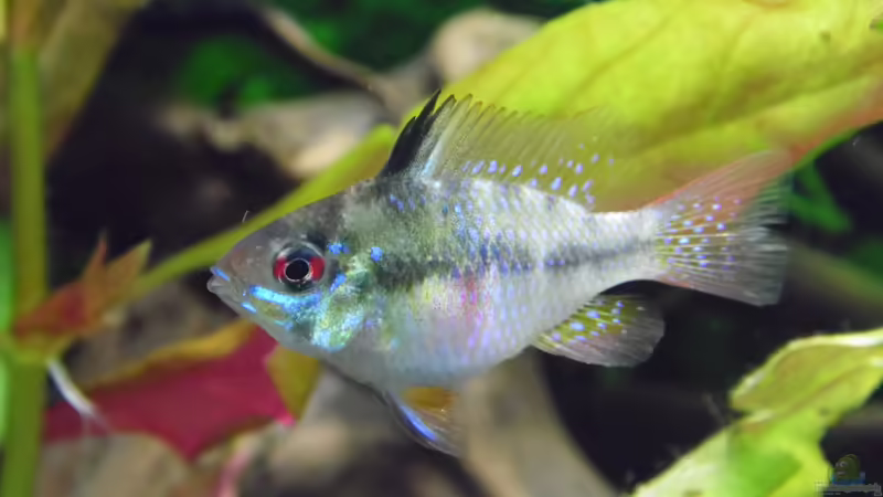 Besatz im Aquarium Becken 30791 von shiru_k10 (36)