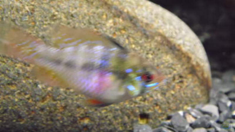 Besatz im Aquarium Becken 30791 von shiru_k10 (37)