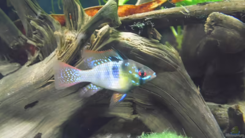 Besatz im Aquarium Becken 30791 von shiru_k10 (39)