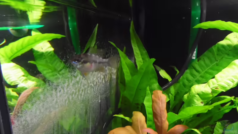 Besatz im Aquarium Becken 30791 von shiru_k10 (41)