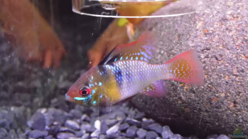 Besatz im Aquarium Becken 30791 von shiru_k10 (42)