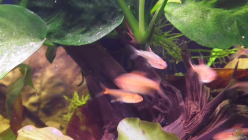 Besatz im Aquarium Becken 30791 von shiru_k10 (44)