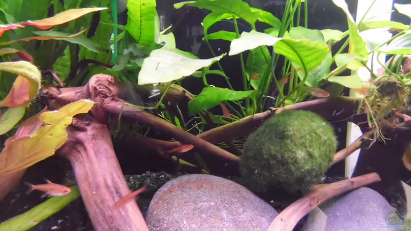 Besatz im Aquarium Becken 30791 von shiru_k10 (45)