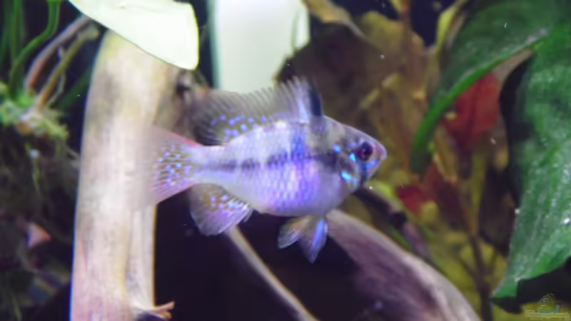 Besatz im Aquarium Becken 30791 von shiru_k10 (46)