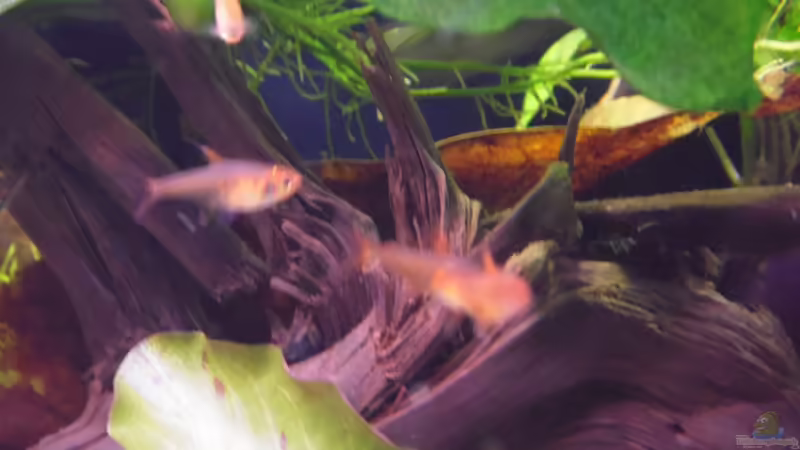 Besatz im Aquarium Becken 30791 von shiru_k10 (47)