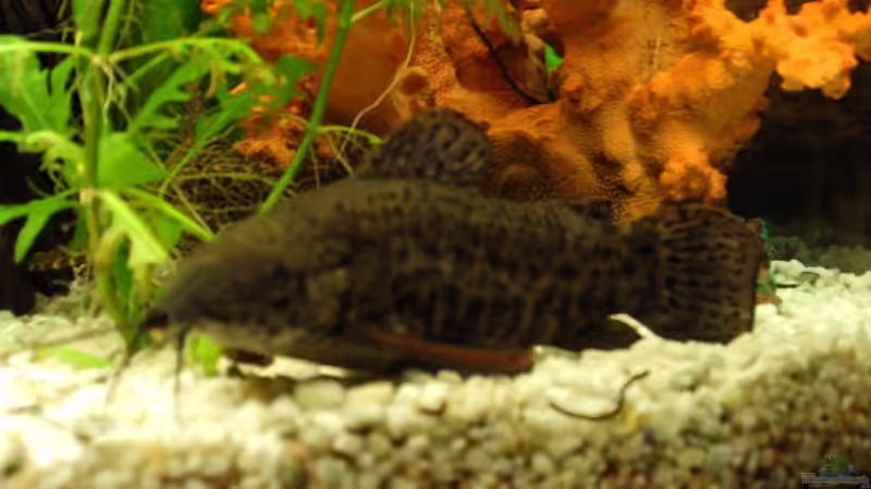 Besatz im Aquarium Becken 3081 von Hüseyin Altin (10)